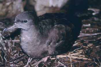 wedge-tailed shearwater_alan_burger